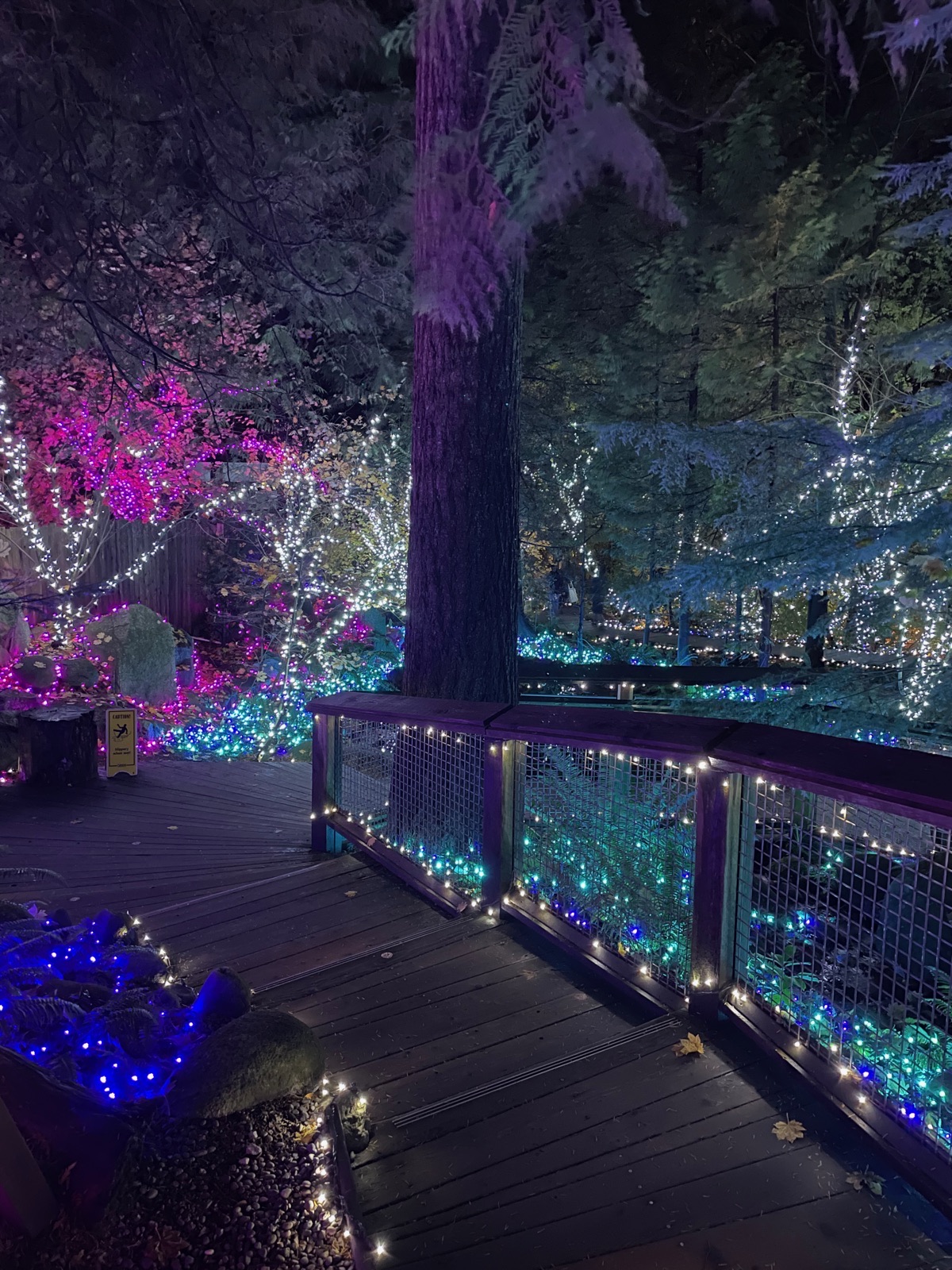 Capilano Canyon Lights, Vancouver