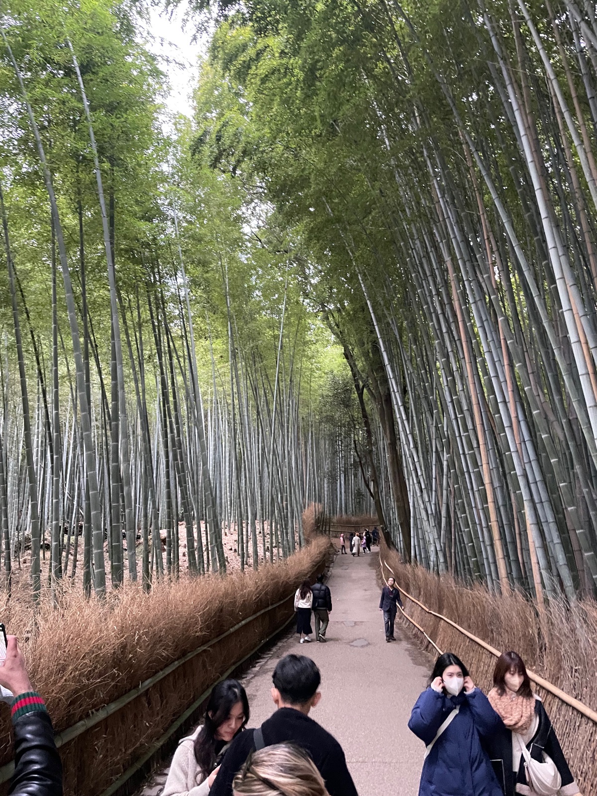 Arashiyama Bamboo Forest