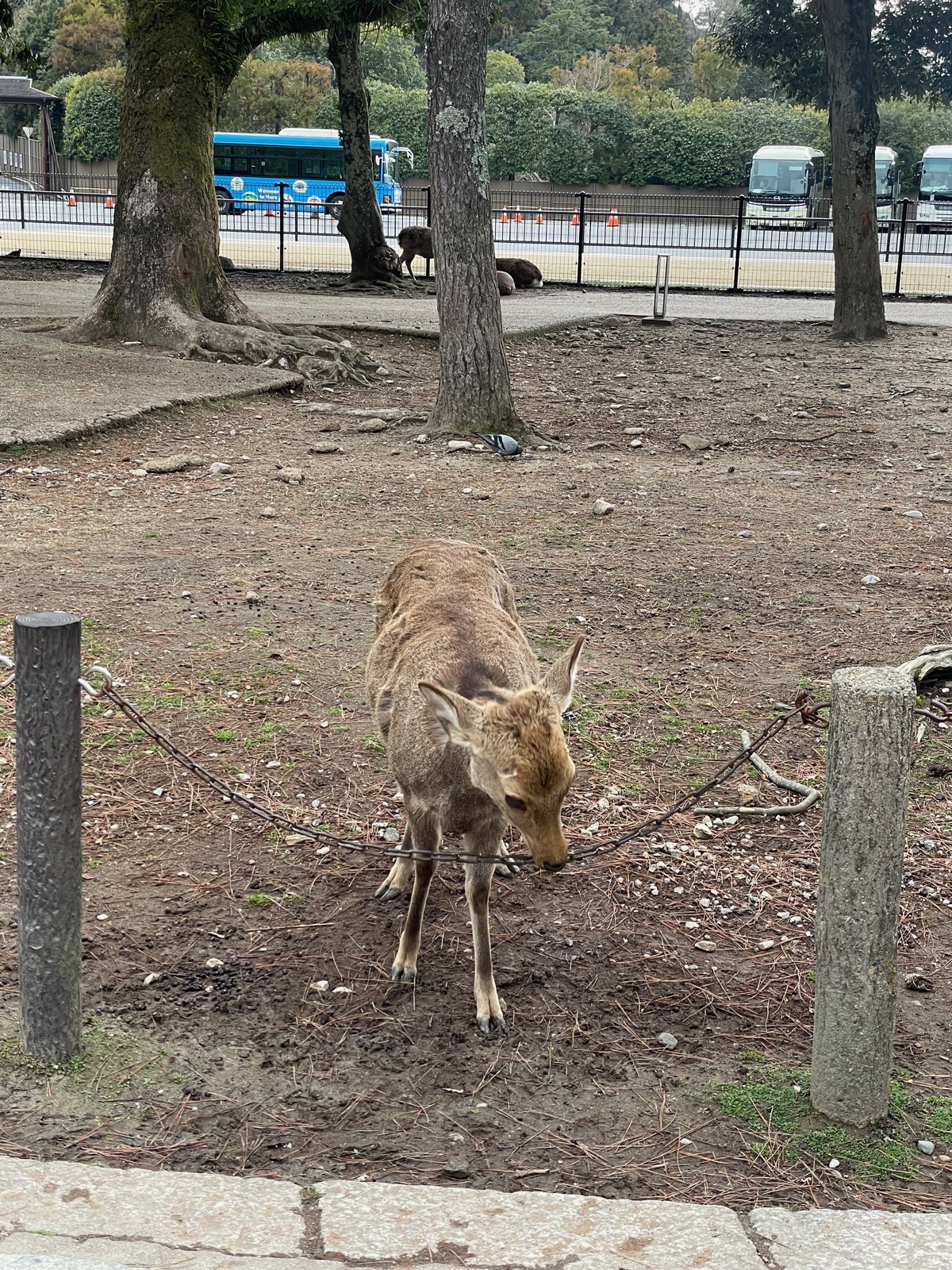Deer bowing in Nara Park