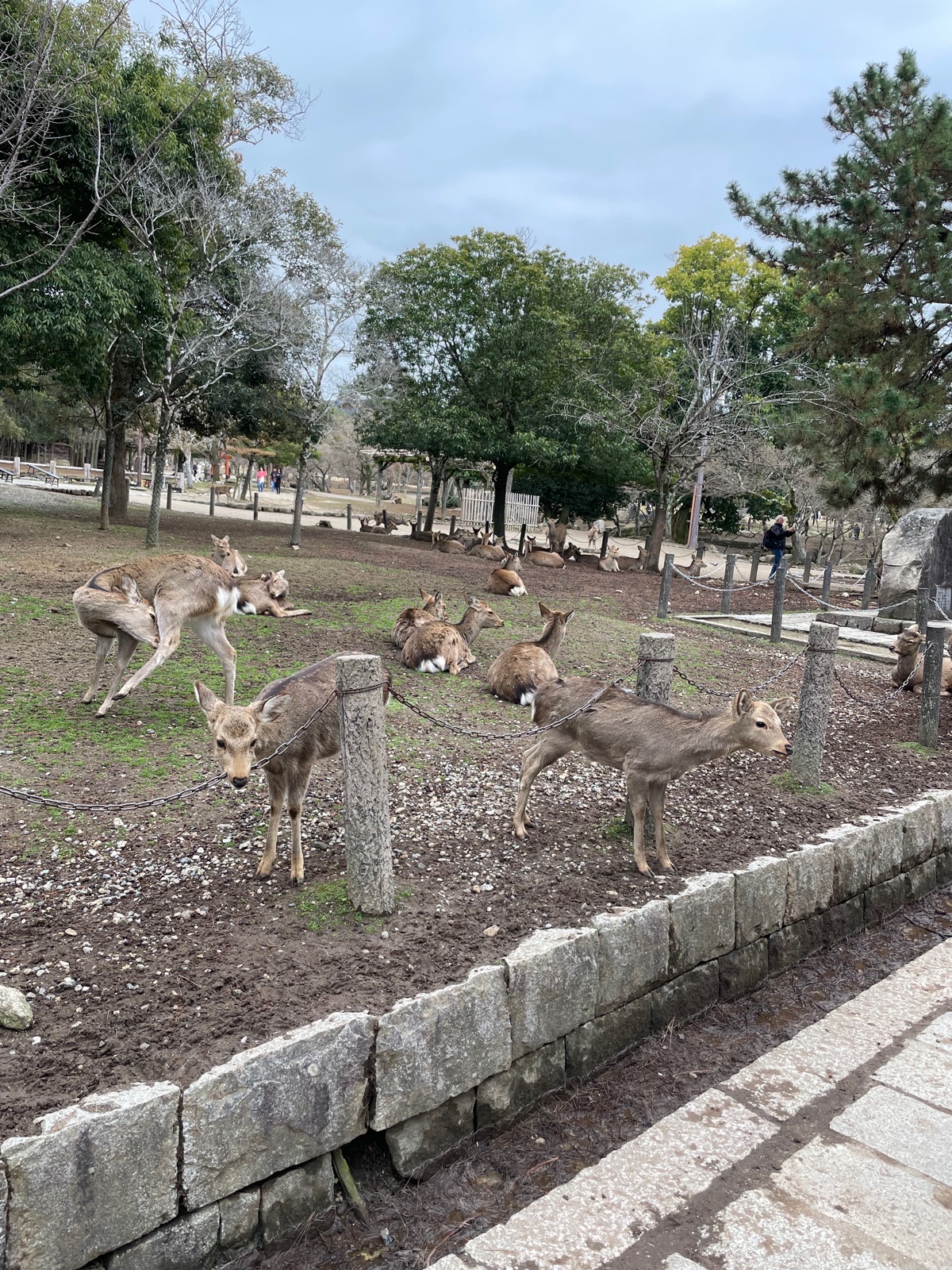 Nara Park