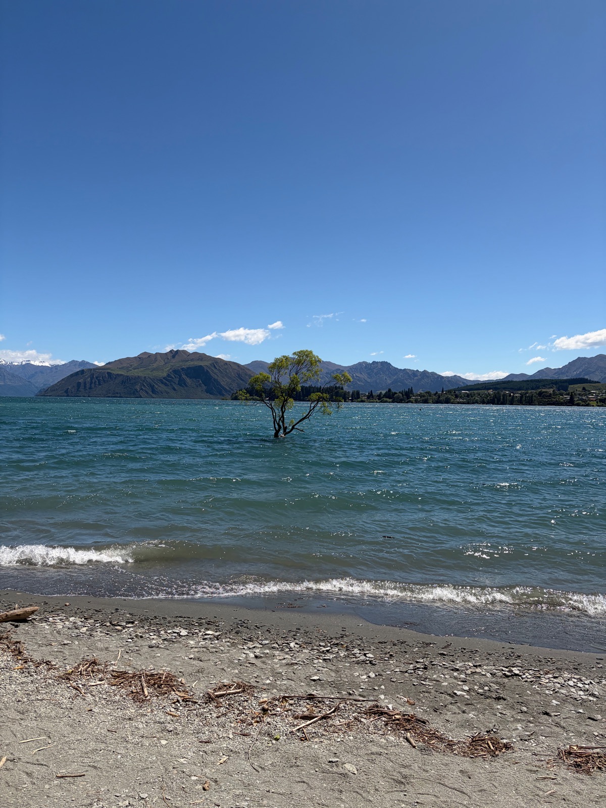 That Wanaka Tree in Lake Wanaka