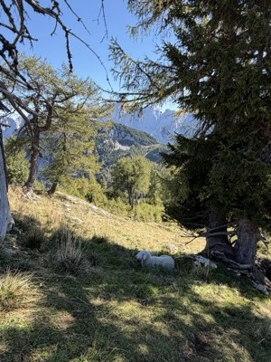 Sheep grazing under larches on the Sleme hike