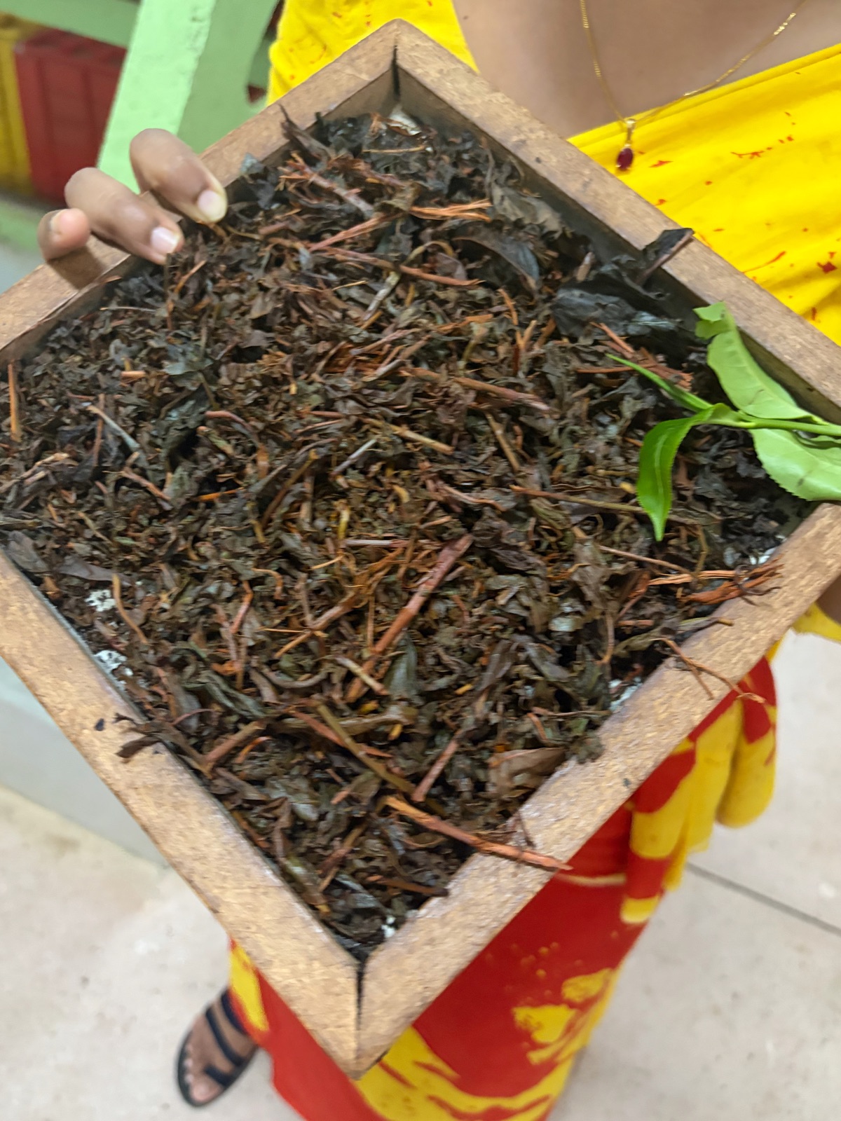 Tea leaves at New Giragama Tea Factory