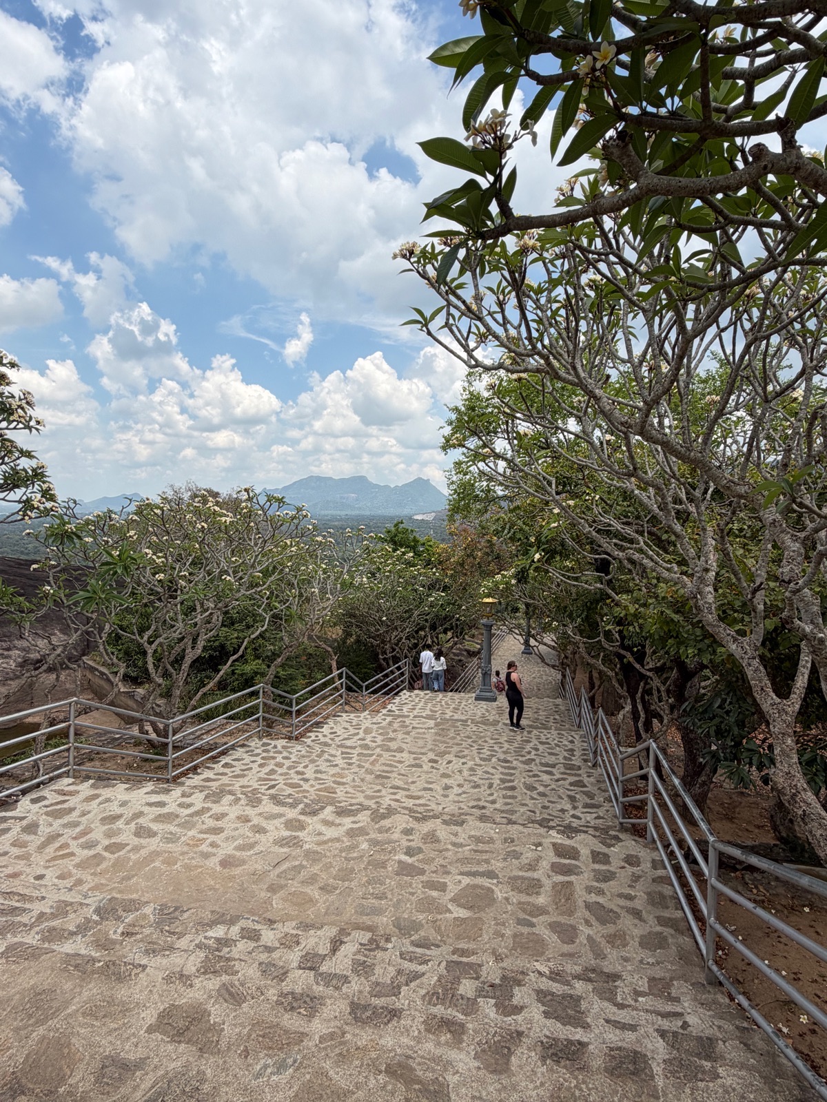 Tree-lined walkway approach to Dambulla Cave Temple